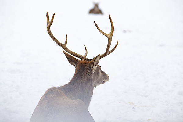 포토 JPG 해외이미지 주간 응시 야생동물 겨울 사슴 뿔 풍경 사람없음 야외 숲 해외202004 해외포토 자연요소 동물 시선 계절 포유류 파일형식 이미지허브