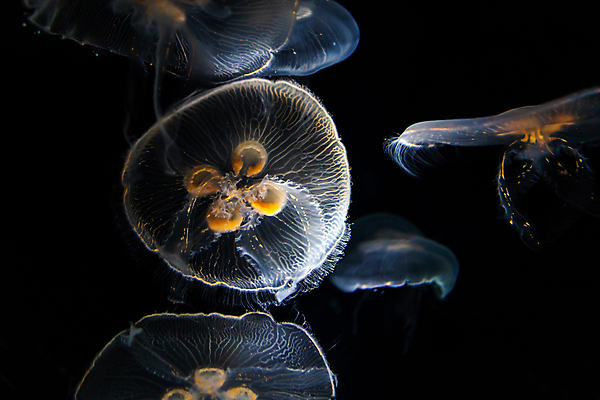 포토 JPG 해외이미지 여러마리 사람없음 바닷속 수중동물 자포동물 해파리 해외202004 해외포토 동물 다수 수중 파일형식 이미지허브