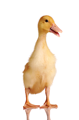 포토 JPG 해외이미지 동물 1 오렌지 발 오리 서기 사람없음 노란색 흰색 깃털 물갈퀴 계산서 고립 해외202004 해외포토 컬러 과일 모션 조류 신체부위 파일형식 이미지허브