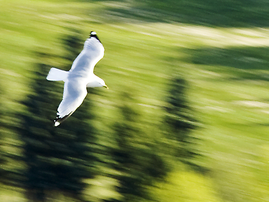 포토 JPG 해외이미지 동물 1 야생동물 바다 백그라운드 컨셉 날개 자연 갈매기 조류 하늘 바람 안내 사람없음 여름 컬러풀 평화 환경 펼침 자유 흰색 비행 대표 땅 리더 추적 고립 무료 웅장함 해외202004 해외포토 자연요소 계절 컬러 모션 날씨 생태계 파일형식 이미지허브