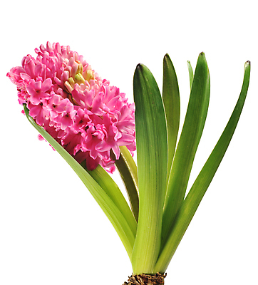 포토 JPG 해외이미지 식물 꽃잎 붓터치 수채화 사람없음 빛 제비꽃 향수 번짐 사프란 해외202004 해외포토 꽃 화장품 향신료 파일형식 효과 이미지허브