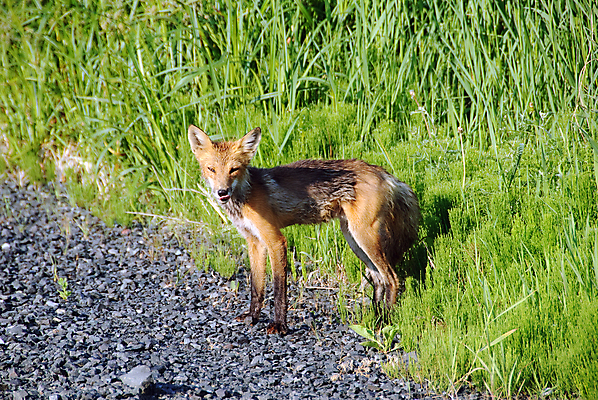 포토 JPG 해외이미지 동물 야생동물 포유류 자연 털 사람없음 빨간색 개 모피 여우 육식동물 해외202004 해외포토 컬러 생태계 파일형식 이미지허브