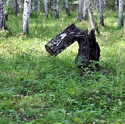 포토 JPG 해외이미지 나무 식물 공원 산업 줄기 조각 백그라운드 패턴 부분 자연 표면 건조 사람없음 야외 목재 갈색 환경 힘 회색 흰색 나뭇가지 죽음 원형 거친 막대기 숲 자르기 묘사 부식 싱글 벽난로 질감 생물학 통나무 나무껍질 자작나무 잡동사니 내추럴 깨짐 수목 옛날 해외202004 해외포토 도형 공공시설 교육 컬러 컨셉 무늬 재료 모션 껍질 생태계 파일형식 이미지허브