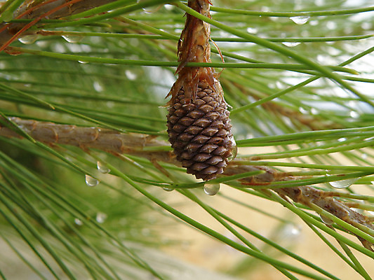 포토 JPG 해외이미지 나무 자연 사람없음 목재 초록색 소나무 숲 원뿔 해외202004 해외포토 도형 식물 컬러 재료 생태계 파일형식 이미지허브