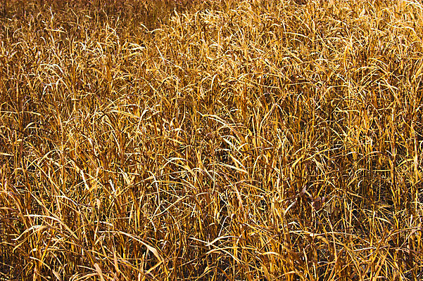 포토 JPG 해외이미지 나무 계절 백그라운드 잎 오렌지 자연 휴식 따뜻함 사람없음 빨간색 빛 노란색 정원 가을 해외202004 해외포토 식물 컬러 컨셉 과일 생태계 파일형식 이미지허브