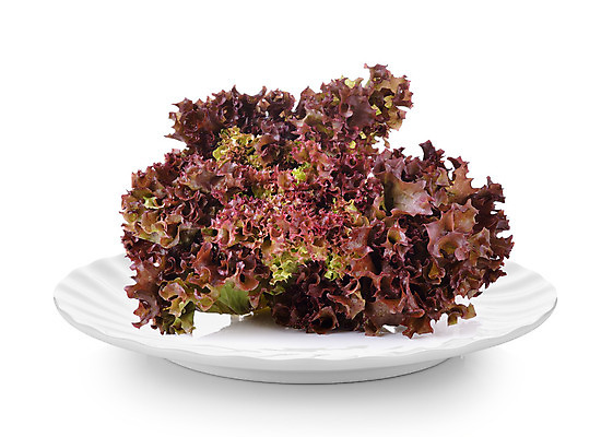 포토 JPG 해외이미지 식물 음식 백그라운드 잎 채소 재료 자연 건강 사람없음 빨간색 초록색 여름 샐러드 흰색 신선 정상 상추 먹기 유기농 날것 고립 채식주의자 해외202004 해외포토 웰빙 계절 컬러 모션 생태계 채식 파일형식 이미지허브