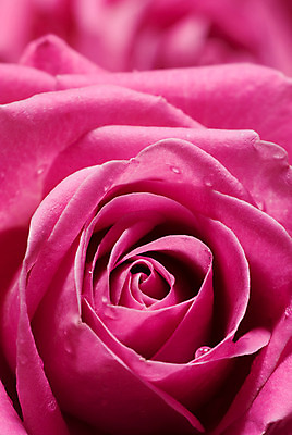 포토 JPG 해외이미지 꽃잎 꽃 분홍색 꽃다발 백그라운드 꽃무늬 발렌타인데이 사랑 사람없음 장미 벚꽃 신선 개화 닫기 이슬 묘사 해외202004 해외포토 식물 감정 컬러 무늬 모션 데이이벤트 파일형식 이미지허브