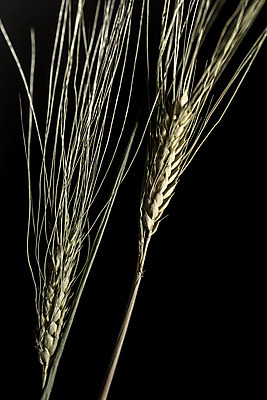 포토 JPG 해외이미지 모양 식물 계절 산업 음식 농업 자연 검은배경 휴식 건조 사람없음 초록색 물 여름 노란색 평화 힘 봄 활발 에너지 수확 성장 시리얼 밀 순수 순환 귀 밀가루 성분 자원 고립 숙성 영양분 작살 탄수화물 완전 해외202004 해외포토 자연요소 컬러 백그라운드 컨셉 모션 곡류 신체부위 검은색 가루 생태계 파일형식 이미지허브