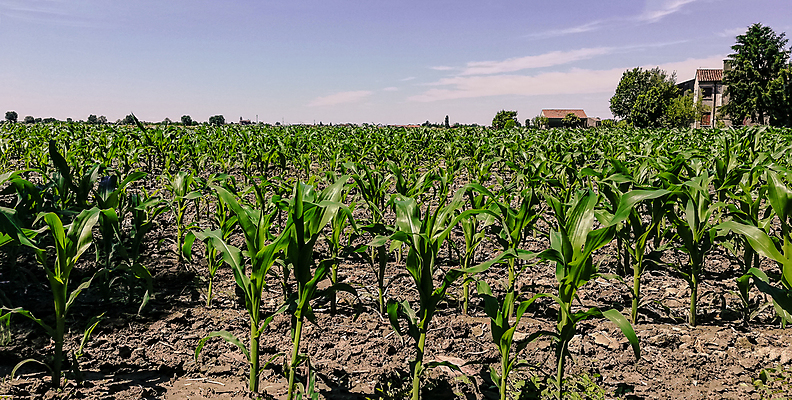 포토 JPG 해외이미지 식물 계절 음식 줄기 백그라운드 밭 농업 자연 하늘 옥수수 씨앗 풍경 사람없음 야외 초록색 여름 파란색 농작물 햇빛 태양 농장 농경지 노란색 환경 봄 수확 성장 가을 시골 황금 낟알 땅 시리얼 밀 유기농 보리 장면 밀짚 내추럴 밭일 숙성 호밀 해외202004 해외포토 자연요소 웰빙 산업 컬러 곡류 짚 생태계 파일형식 이미지허브