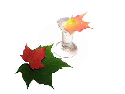 포토 JPG 해외이미지 식물 단풍 잎 꽃무늬 자연 유리 미술 사람없음 장식 꽃병 가을 사발 숲 해외202004 해외포토 계절 꽃 무늬 재질 문화예술 사기그릇 생태계 파일형식 이미지허브