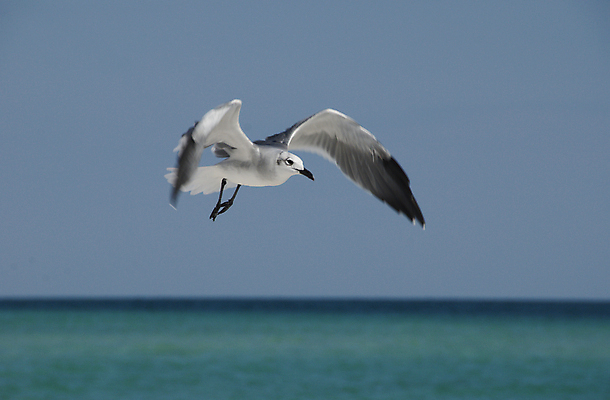 포토 JPG 해외이미지 동물 한마리 야생동물 바다 날개 자연 갈매기 조류 하늘 웃음 사람없음 공중 물 파란색 검은색 펼침 흰색 비행 파란배경 고립 수평선 해외202004 해외포토 자연요소 1 컬러 백그라운드 모션 표정 생태계 파일형식 이미지허브