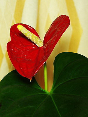 포토 JPG 해외이미지 식물 디자인 꽃잎 꽃 백그라운드 잎 꽃무늬 추상 발렌타인데이 사람없음 장식 빨간색 초록색 여름 벚꽃 닫기 묘사 광택 엘리먼트 세련 해외202004 해외포토 계절 컬러 무늬 모션 데이이벤트 파일형식 이미지허브