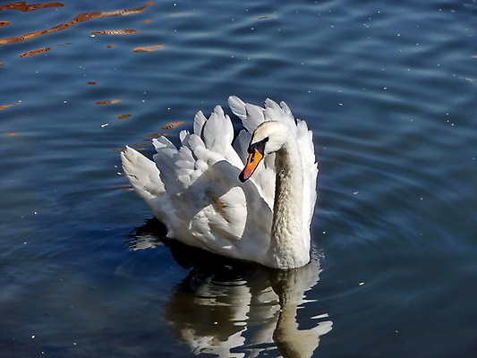 포토 JPG 해외이미지 주간 한마리 호수 사람없음 야외 백조 해외202004 해외포토 자연요소 1 조류 파일형식 이미지허브