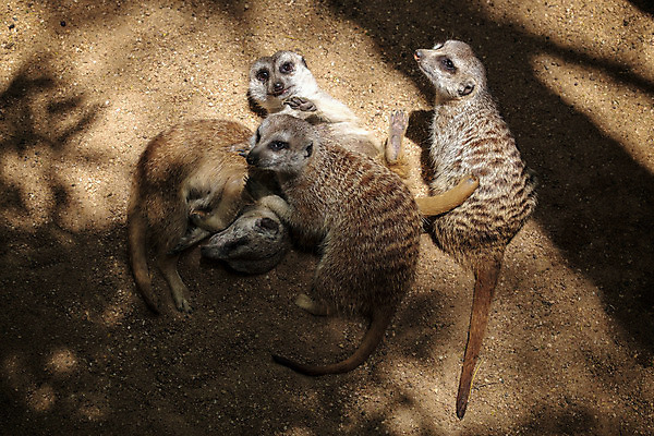 포토 JPG 해외이미지 동물 공원 얼굴 야생동물 장난 포유류 발 자연 놀이 생물 털 동물원 종류 경비 사람없음 갈색 관찰 작음 사파리 호기심 꼬리 육식동물 먼지 주둥이 경보 동물상 미어캣 발톱 해외202004 해외포토 공공시설 감정 컬러 컨셉 모션 안전 신체부위 조형물 보호 크기 생태계 파일형식 이미지허브