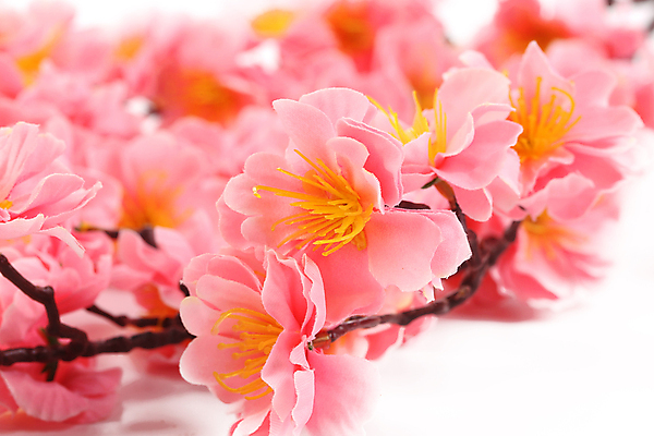 포토 JPG 해외이미지 식물 꽃잎 꽃 분홍색 꽃다발 백그라운드 꽃무늬 패턴 텍스트 자연 국화 선물 사랑 사람없음 장식 컬러풀 정원 보라색 스파 봄 벚꽃 흰색 신선 개화 다발 데이지 엽서 거베라 내추럴 고립 인공 캐모마일 해외202004 해외포토 계절 감정 컬러 무늬 편지 허브 생태계 파일형식 이미지허브