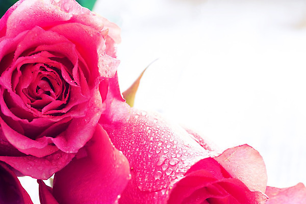 포토 JPG 해외이미지 식물 기념일 꽃잎 꽃 분홍색 백그라운드 꽃무늬 자연 결혼식 추상 휴가 휴식 발렌타인데이 선물 사랑 사람없음 빨간색 물 장미 정원 젖음 벚꽃 물방울 신선 화려 우아함 이슬 향수 묘사 향기 아로마 열정 아로마테라피 접기 해외202004 해외포토 자연요소 감정 컬러 결혼 컨셉 무늬 모션 데이이벤트 이벤트 화장품 생태계 냄새 테라피 파일형식 이미지허브