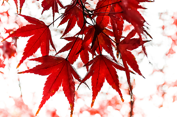 포토 JPG 해외이미지 나무 계절 단풍 잎 오렌지 자연 추상 사람없음 야외 빨간색 일본 추위 가을 떨어짐 숲 11월 질감 해외202004 해외포토 식물 아시아 컬러 컨셉 무늬 과일 날짜 생태계 파일형식 이미지허브