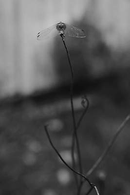 포토 JPG 해외이미지 동물 곤충 태국 자연 사람없음 빛 고요 잠자리 내추럴 해외202004 해외포토 아시아 생태계 파일형식 이미지허브