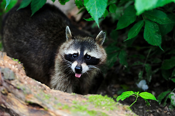 포토 JPG 해외이미지 나무 동물 응시 공원 얼굴 야생동물 새끼 잎 곰 포유류 자연 수염 털 종류 가면 사람없음 야외 갈색 머리 검은색 아기 숲 작음 모피 호기심 코 경보 해외202004 해외포토 식물 시선 공공시설 감정 컬러 컨셉 사람 신체부위 크기 생태계 파일형식 이미지허브