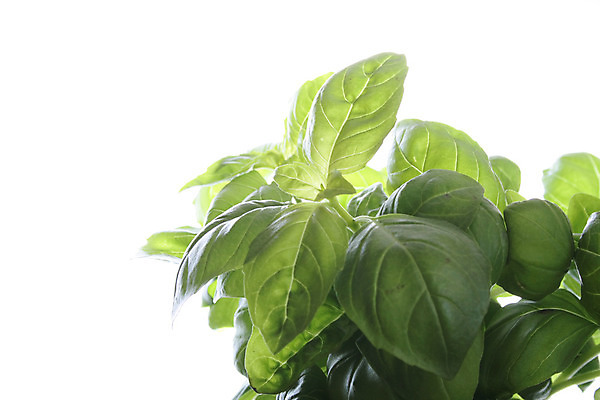 포토 JPG 해외이미지 식물 잡화 음료 잎 채소 재료 건강 요리 사람없음 초록색 주방 정원 봄 신선 양념 맛 먹기 허브 향신료 상쾌 유기농 아로마 향료 향 레시피 바질 내추럴 고립 해외202004 해외포토 웰빙 계절 감정 컬러 컨셉 모션 향기 냄새 향미료 파일형식 이미지허브