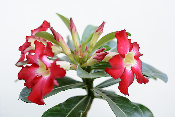 포토 JPG 해외이미지 꽃 분홍색 자연 사람없음 빨간색 벚꽃 닫기 해외202004 해외포토 식물 컬러 모션 생태계 파일형식 이미지허브