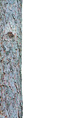 포토 JPG 해외이미지 나무 계절 공원 여행 패턴 자연 아침 이끼 풍경 사람없음 야외 초록색 빛 햇빛 맑음 소나무 소프트포커스 숲 질감 매듭 나무껍질 내추럴 고립 직진 해외202004 해외포토 주간 식물 공공시설 컬러 무늬 날씨 촬영기법 태양 껍질 생태계 파일형식 이미지허브