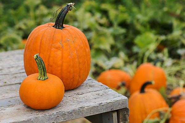 포토 JPG 해외이미지 식물 전통 계절 밭 농업 오렌지 과일 가족 호박 휴가 풍경 사람없음 야외 장식 농작물 컬러풀 농장 정원 축제 할로윈 수확 가을 먹기 심볼 오브젝트 유기농 장면 10월 밭일 식용 잭오랜턴 해외202004 해외포토 웰빙 산업 컬러 채소 관계 모션 날짜 파일형식 이미지허브