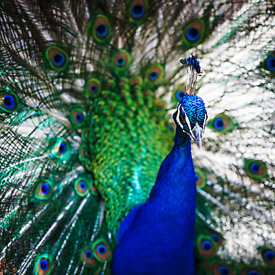 포토 JPG 해외이미지 동물 남자 야생동물 백그라운드 패턴 자연 조류 동물원 사람없음 그래픽 가로 초록색 파란색 컬러풀 머리 걷기 활발 우아함 공작 인도인 전시회 깃털 묘사 질감 꼬리 부리 쇼 목 보여주기 꿩 내추럴 멀티 웅장함 터키석 해외202004 해외포토 외국인 컬러 컨셉 무늬 모션 사람 동양인 신체부위 전시 보석 생태계 파일형식 이미지허브