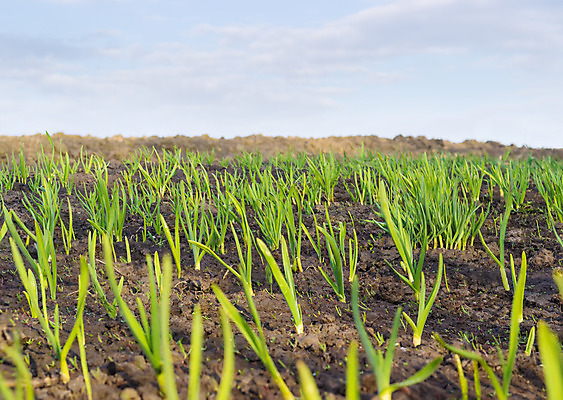 포토 JPG 해외이미지 식물 계절 음식 줄기 잎 밭 농업 채소 하늘 마늘 사람없음 농장 새싹 흙 봄 수확 성장 조미료 땅 향신료 원예 채소밭 땅바닥 그리너리 해외202004 해외포토 산업 바닥 취미 향미료 파일형식 트랜드컬러 이미지허브