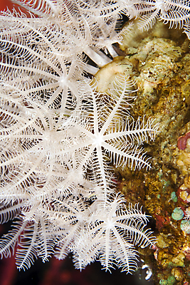 포토 JPG 해외이미지 동물 야생동물 바다 백그라운드 학교 자연 바닥 이집트 어류 사람없음 빨간색 초록색 물 파란색 빛 컬러풀 태양 환경 수중 광선 산호 아래 생태계 소금 부드러움 암초 대서양 내추럴 소금물 이국적 해외202004 해외포토 자연요소 교육 컬러 아프리카 수중동물 감각 자포동물 방향 위치 파일형식 이미지허브