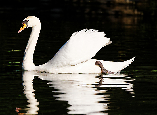 포토 JPG 해외이미지 주간 한마리 호수 사람없음 야외 백조 해외202004 해외포토 자연요소 1 조류 파일형식 이미지허브
