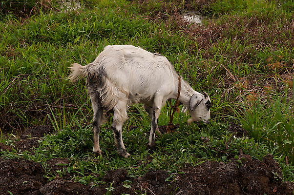 포토 JPG 해외이미지 동물 1 전통 여자 어린이 밭 포유류 염소 육류 잔디 사람없음 야외 초록색 빛 농장 반사 머리 쌓기 가축 우유 흰색 계획 쌍둥이 남쪽 고립 기르기 암사슴 혼자 해외202004 해외포토 식물 컬러 컨셉 농업 식재료 가족 모션 사슴 유제품 사람 신체부위 암컷 방향 돌봄 파일형식 이미지허브
