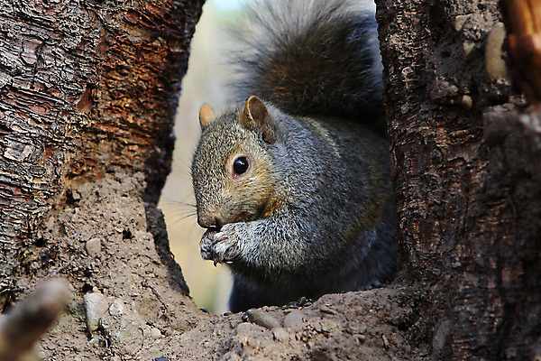 포토 JPG 해외이미지 나무 동물 응시 공원 야생동물 포즈 포유류 발 자연 생물 털 씨앗 사람없음 야외 빨간색 갈색 검은색 회색 견과류 설치류 숲 작음 먹이 모피 먹기 호기심 꼬리 다람쥐 솜털 내추럴 동물상 발톱 수유 해외202004 해외포토 식물 시선 공공시설 감정 컬러 컨셉 모션 신체부위 조형물 크기 생태계 파일형식 이미지허브