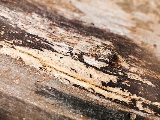 포토 JPG 해외이미지 나무 식물 공원 선 모래 벽 백그라운드 패턴 자연 벽지 표면 날씨 추상 건조 사람없음 목재 갈색 환경 회색 바위 소나무 거친 닫기 숲 낟알 장작 피부 묘사 유기농 질감 나무껍질 잡동사니 내추럴 그런지 수목 썩음 옛날 울퉁불퉁 노화 해외202004 해외포토 웰빙 공공시설 컬러 컨셉 무늬 재료 모션 신체부위 껍질 돌_바위 생태계 파일형식 이미지허브