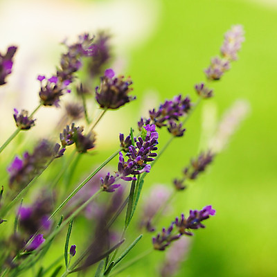 포토 JPG 해외이미지 식물 꽃 백그라운드 잎 꽃무늬 밭 농업 자연 휴식 사람없음 초록색 여름 파란색 농작물 약 농장 머리 정원 보라색 봄 성장 침대 허브 향 라벤더 프랑스어 전경 해외202004 해외포토 문자 계절 산업 컬러 가구 컨셉 무늬 의학 풍경 신체부위 생태계 파일형식 탑뷰 이미지허브