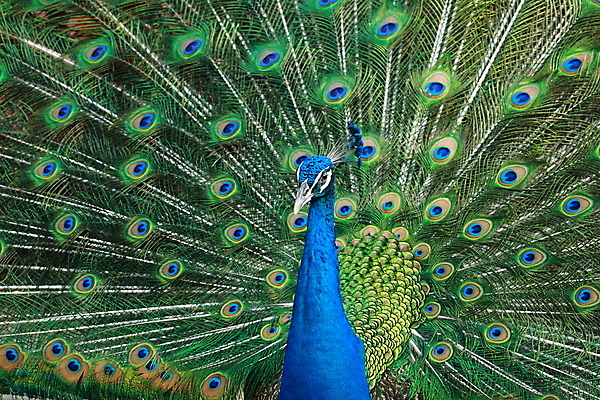 포토 JPG 해외이미지 동물 남자 야생동물 패턴 신체 자연 조류 동물원 사람없음 초록색 파란색 컬러풀 노란색 머리 활발 펼침 우아함 공작 깃털 꼬리 목 해외202004 해외포토 컬러 컨셉 무늬 모션 사람 신체부위 생태계 파일형식 이미지허브