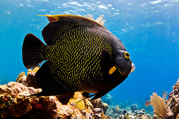 포토 JPG 해외이미지 동물 바다 어류 사람없음 물 수중 중앙아메리카 다이빙 벨리즈 지느러미 암초 동물상 온두라스 해외202004 해외포토 자연요소 아메리카 조형물 수영 수중동물 수중스포츠 파일형식 이미지허브