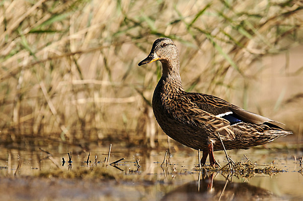 포토 JPG 해외이미지 동물 1 공원 여자 호수 야생동물 자연 조류 표면 오리 서기 성인 사람없음 옆모습 초록색 물 여름 강 컬러풀 햇빛 반사 수영 연못 깃털 물새 청둥오리 내추럴 해외202004 해외포토 자연요소 계절 공공시설 뷰포인트 컬러 모션 사람 태양 수상스포츠 생태계 파일형식 이미지허브