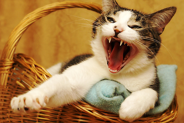 포토 JPG 해외이미지 동물 얼굴 포즈 노래 휴식 피곤 사람없음 가로 반려동물 갈색 머리 고양이 외침 줄무늬 표현 잠 오픈 입 유머 치아 혀 코믹 하품 수의사 송곳니 비명 해외202004 해외포토 감정 음악 컬러 컨셉 무늬 포유류 신체부위 소리 의사 소화기관 생리현상 파일형식 이미지허브