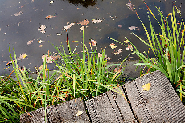 포토 JPG 해외이미지 식물 잎 자연 사람없음 야외 목재 가로 초록색 물 반사 갈색 노란색 슬픔 가을 연못 작음 오솔길 옛날 많음 해외202004 해외포토 자연요소 나무 계절 감정 길 컬러 컨셉 재료 크기 생태계 파일형식 이미지허브
