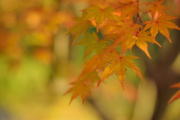 포토 JPG 해외이미지 나무 식물 계절 공원 아시아 여행 백그라운드 단풍 잎 오렌지 자연 하늘 풍경 사람없음 야외 가로 빨간색 빛 컬러풀 햇빛 노란색 환경 정원 일본 활발 가을 도쿄 숲 11월 내추럴 강렬 교토 해외202004 해외포토 공공시설 나라 컬러 컨셉 과일 태양 날짜 생태계 파일형식 이미지허브