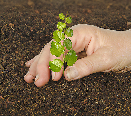 포토 JPG 해외이미지 주간 손 야외 신체부위 새싹 흙 해외202004 해외포토 자연요소 식물 사람 파일형식 이미지허브