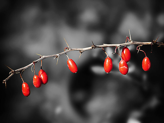 포토 JPG 해외이미지 식물 열매 음식 과일 자연 사람없음 야외 빨간색 가을 나뭇가지 내추럴 해외202004 해외포토 나무 계절 컬러 생태계 파일형식 이미지허브