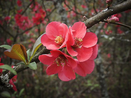 포토 JPG 해외이미지 나무 식물 계절 공원 꽃잎 꽃 문화 분홍색 백그라운드 꽃무늬 자연 벽지 하늘 부활절 사람없음 야외 초록색 파란색 빛 정원 일본 맑음 봄 성장 벚꽃 흰색 나뭇가지 신선 개화 체리 부드러움 내추럴 해외202004 해외포토 공공시설 기념일 아시아 컬러 무늬 과일 날씨 감각 생태계 파일형식 이미지허브