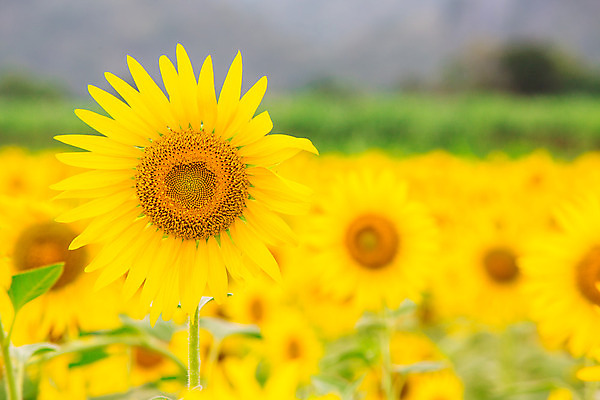 포토 JPG 해외이미지 식물 구름 꽃잎 꽃 행복 지구 백그라운드 잎 꽃무늬 밭 농업 오렌지 자연 하늘 해바라기 씨앗 풍경 사람없음 초록색 여름 파란색 농작물 컬러풀 햇빛 태양 노란색 정원 맑음 봄 활발 성장 벚꽃 시골 원형 개화 유기농 꽃가루 내추럴 해외202004 해외포토 자연요소 도형 웰빙 계절 감정 산업 컬러 컨셉 무늬 과일 날씨 가루 생태계 파일형식 이미지허브