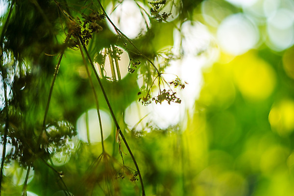 포토 JPG 해외이미지 꽃 백그라운드 꽃무늬 밭 자연 휴가 휴식 산 주택 풍경 사람없음 여름 노란색 여행객 봄 산책 시골 개화 오스트리아 스위스 상업 알프스 외양간 잘츠부르크 해외202004 해외포토 식물 계절 유럽 컬러 컨셉 무늬 농업 사람 건물 생태계 파일형식 이미지허브