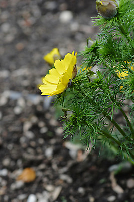 포토 JPG 해외이미지 식물 꽃 잎 자연 사람없음 야외 초록색 노란색 정원 봄 닫기 해외202004 해외포토 계절 컬러 모션 생태계 파일형식 이미지허브