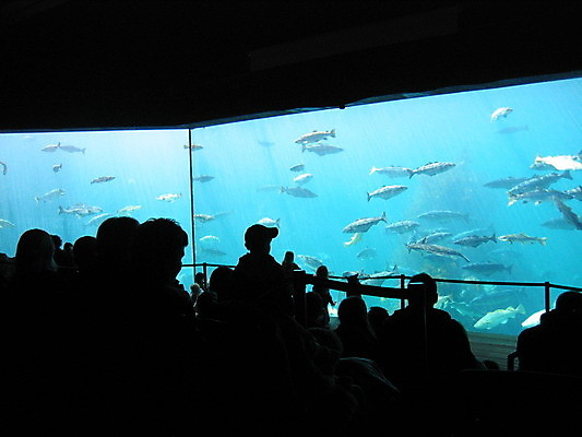 포토 JPG 해외이미지 실루엣 실내 어류 사람 여러명 파란색 수중 군중 수족관 아쿠아리움 해외202004 해외포토 컬러 다수 촬영기법 내부 수중동물 파일형식 이미지허브