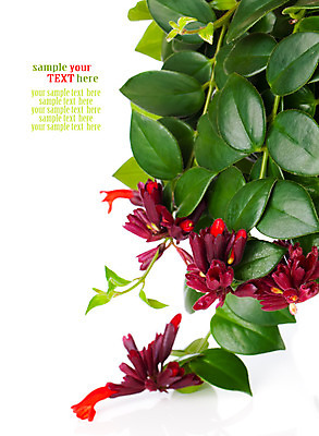 포토 JPG 해외이미지 식물 꽃 잎 꽃무늬 자연 사람없음 장식 빨간색 초록색 봄 립스틱 벚꽃 우아함 묘사 내추럴 꽃수술 해외202004 해외포토 계절 컬러 컨셉 무늬 화장품 생태계 파일형식 이미지허브