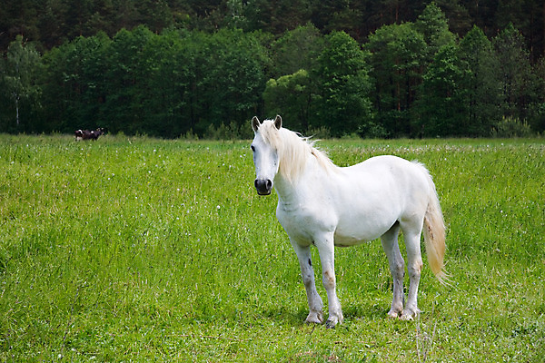 포토 JPG 해외이미지 동물 1 응시 밭 농업 포유류 자연 사람없음 야외 가로 초록색 여름 반려동물 농장 머리 가축 침묵 봄 목장 회색 자유 흰색 시골 승마 보호 결과 방목 가득함 장면 갈기 방목장 해외202004 해외포토 시선 계절 산업 스포츠 컬러 컨셉 신체부위 소리 축산업 생태계 파일형식 이미지허브